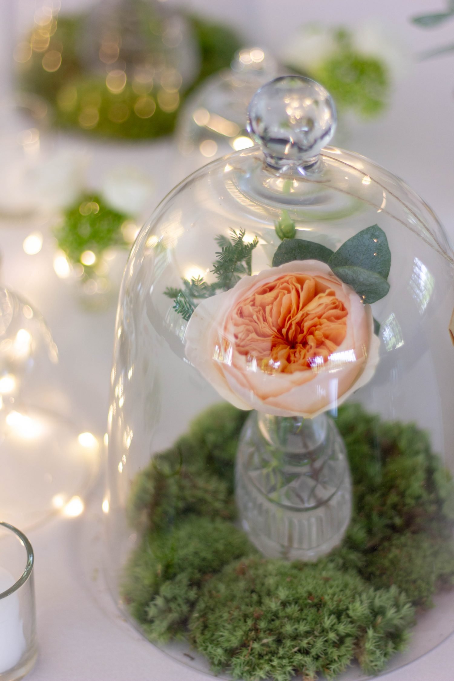 Le Jardin d'Audrey - David Austin rose