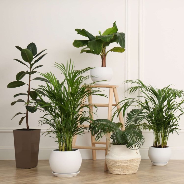 Le Jardin d'Audrey - Plants and planters rental_Event Paris France_square