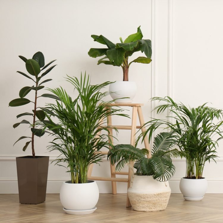 Le Jardin d'Audrey - location plantes événement Paris_Ile-de-France